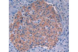 Figure. (PVRL4 antibody  (AA 31-317))