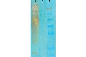 Western Blot analysis of acetylated lysine showing detection of Acetylated Lysine protein using Mouse Anti-Acetylated Lysine Monoclonal Antibody, Clone 7F8 . (Lysine (lys) (acetylated) antibody (HRP))