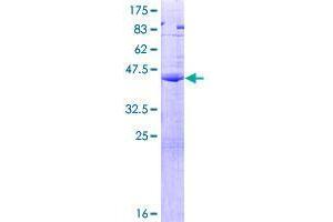CGB5 Protein (AA 1-165) (GST tag)