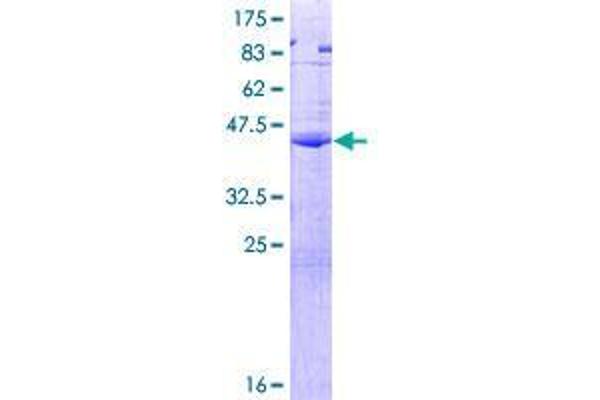 CGB5 Protein (AA 1-165) (GST tag)