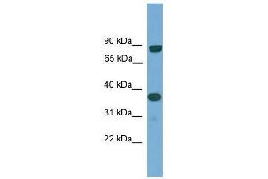 Western Blotting (WB) image for anti-KH Domain Containing, RNA Binding, Signal Transduction Associated 2 (KHDRBS2) (N-Term) antibody (ABIN928673)