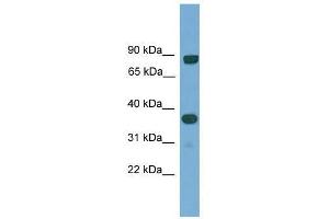 KHDRBS2 antibody used at 0. (KHDRBS2 antibody  (N-Term))