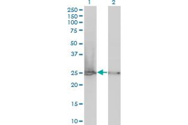 RPL19 antibody  (AA 1-100)
