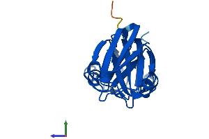 AlphaFold protein structure predicition of Mouse Recombinant Crygn Protein, UniprotID Q8VHL5