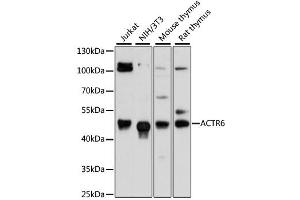 Western blot analysis of extracts of various cell lines, using ACTR6 antibody (ABIN6294023) at 1:3000 dilution. (ACTR6 antibody)