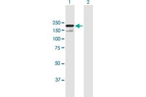 Western Blot analysis of SCAPER expression in transfected 293T cell line by SCAPER MaxPab polyclonal antibody. (SCAPER antibody  (AA 1-1399))
