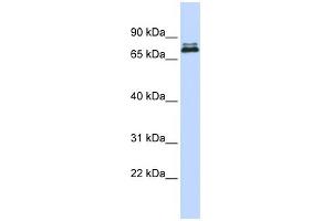 WB Suggested Anti-ASH2L Antibody Titration:  0. (ASH2L antibody  (Middle Region))