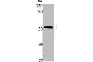 Western Blot analysis of K562 cells using Smad5 Polyclonal Antibody (SMAD5 antibody  (Internal Region))