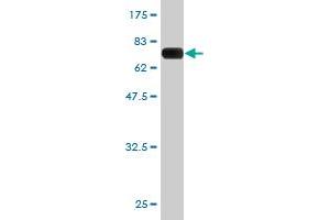 Western Blot detection against Immunogen (65. (PCBP2 antibody  (AA 1-362))