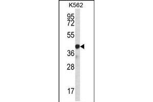 SP6 Antibody (Center) (ABIN656940 and ABIN2846130) western blot analysis in K562 cell line lysates (35 μg/lane). (SP6 antibody  (AA 196-225))
