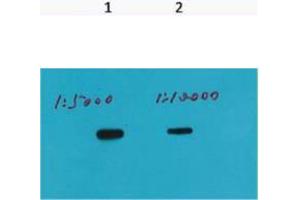 Western Blot (WB) analysis of Recombinant protein, (Q72) diluted at 1) 1:5000, 2) 1:10000. (HSV Tag antibody)