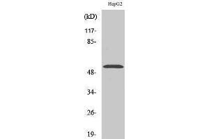 Western Blotting (WB) image for anti-PBX/knotted 1 Homeobox 2 (PKNOX2) (C-Term) antibody (ABIN3186556) (PKNOX2 antibody  (C-Term))