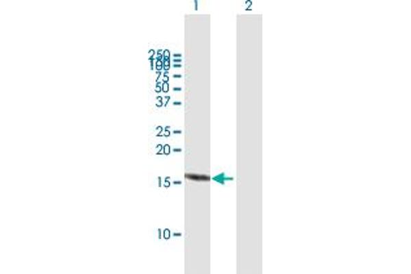 RBX1 antibody  (AA 1-108)