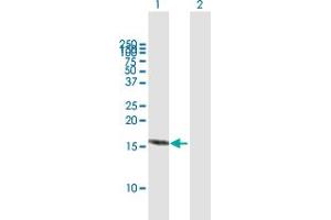 Western Blot analysis of RBX1 expression in transfected 293T cell line by RBX1 MaxPab polyclonal antibody. (RBX1 antibody  (AA 1-108))