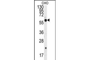 SLC16A9 Antibody (Center) (ABIN652115 and ABIN2840554) western blot analysis in CHO cell line lysates (35 μg/lane). (SLC16A9 antibody  (AA 194-223))