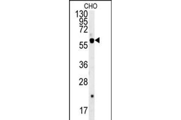 SLC16A9 Antikörper  (AA 194-223)