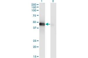 Western Blot analysis of LHX9 expression in transfected 293T cell line by LHX9 monoclonal antibody (M08), clone 1D8. (LHX9 antibody  (AA 291-388))