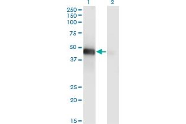 LHX9 antibody  (AA 291-388)
