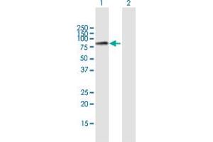 Western Blot analysis of MCM7 expression in transfected 293T cell line by MCM7 MaxPab polyclonal antibody. (MCM7 antibody  (AA 1-719))