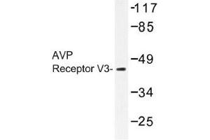 Image no. 1 for anti-Arginine Vasopressin Receptor 1B (AVPR1B) antibody (ABIN317776)