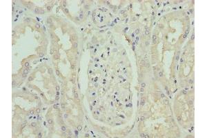 Immunohistochemistry of paraffin-embedded human kidney tissue using ABIN7163080 at dilution of 1:100 (Phenylalanine Hydroxylase antibody  (AA 2-452))