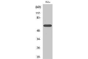 Western Blotting (WB) image for anti-RAR-Related Orphan Receptor A (RORA) (N-Term) antibody (ABIN3186832) (RORA antibody  (N-Term))