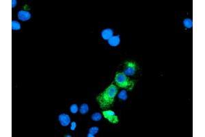 Anti-GOLM1 mouse monoclonal antibody (ABIN2455433) immunofluorescent staining of COS7 cells transiently transfected by pCMV6-ENTRY GOLM1 (RC200086). (GOLM1 antibody)