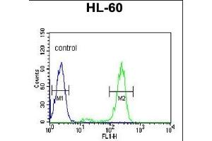 HSP90AB1 Antibody (C-term) (ABIN652406 and ABIN2841984) flow cytometric analysis of HL-60 cells (right histogram) compared to a negative control cell (left histogram). (HSP90AB1 antibody  (C-Term))
