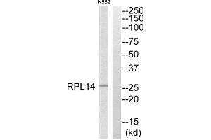 Western Blotting (WB) image for anti-Ribosomal Protein L14 (RPL14) (Internal Region) antibody (ABIN1850613) (RPL14 antibody  (Internal Region))