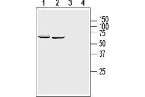 SLC39A8 antibody  (2nd Extracellular Loop)