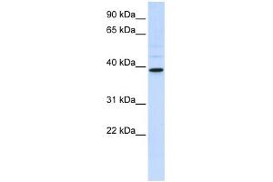 WB Suggested Anti-CHIA Antibody Titration:  0. (CHIA antibody  (Middle Region))