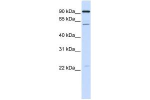 WB Suggested Anti-CDC45L Antibody Titration:  0. (CDC45 antibody  (C-Term))
