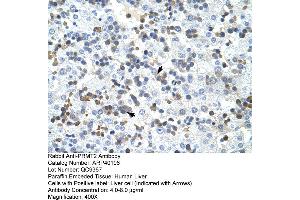 Rabbit Anti-PRMT2 Antibody  Paraffin Embedded Tissue: Human Liver Cellular Data: Liver cells Antibody Concentration: 4. (PRMT2 antibody  (N-Term))