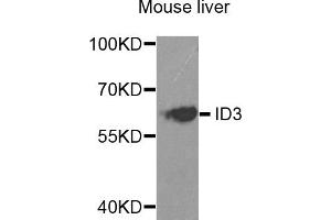Western blot analysis of extracts of mouse liver, using ID3 antibody. (ID3 antibody)