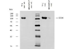 Western Blotting (WB) image for anti-CD34 (CD34) antibody (ABIN343702)