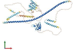 AlphaFold protein structure predicition of Mouse Recombinant Dixdc1 Protein, UniprotID Q80Y83 (DIXDC1 Protein (AA 1-711) (His tag))