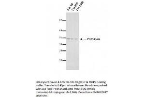 Image no. 1 for anti-Protein Phosphatase 2, Catalytic Subunit, alpha Isozyme (PPP2CA) (Isoform alpha) antibody (ABIN1042658) (PPP2CA antibody  (Isoform alpha))