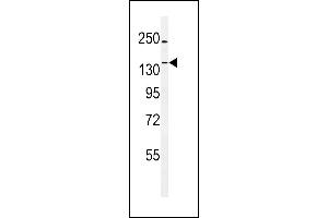 Western blot analysis of TTBK1 Antibody (N-term) (ABIN1881955 and ABIN2840093) in mouse testis tissue lysates (35 μg/lane). (TTBK1 antibody  (N-Term))