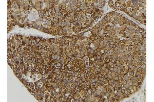 ABIN6279131 at 1/100 staining Human pancreas tissue by IHC-P. (APOL3 antibody  (N-Term))