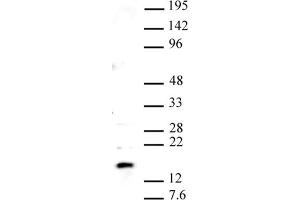 Pht1 / H2AZ pAb tested by Western blot. (Histone H2A Variant H2A.Z, Pht1 (PHT1) (C-Term) antibody)