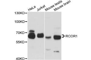 Western blot analysis of extracts of various cell lines, using RCOR1 antibody. (CoREST antibody)