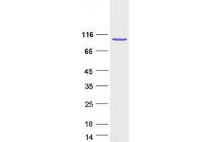 Western Blotting (WB) image for Neutral Sphingomyelinase (N-SMase) Activation Associated Factor (NSMAF) (Transcript Variant 1) protein (Myc-DYKDDDDK Tag) (ABIN2727645)