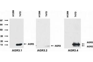 Western Blotting (WB) image for anti-Anterior Gradient 3 (AGR3) antibody (ABIN614768) (AGR3 antibody)