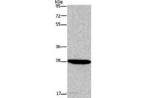Western blot analysis of HepG2 cell, using FGF17 Polyclonal Antibody at dilution of 1:600 (FGF17 antibody)