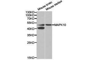Western Blotting (WB) image for anti-Mitogen-Activated Protein Kinase 10 (MAPK10) antibody (ABIN1873623) (MAPK10 antibody)