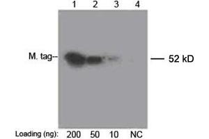 Image no. 1 for anti-Myc Tag antibody (Biotin) (ABIN2625864) (Myc Tag antibody  (Biotin))