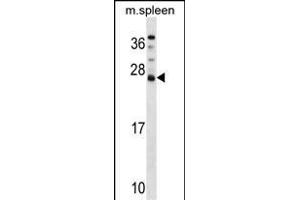 DNAJC5B Antibody (Center) (ABIN1538501 and ABIN2849474) western blot analysis in mouse spleen tissue lysates (35 μg/lane). (DNAJC5B antibody  (AA 58-84))