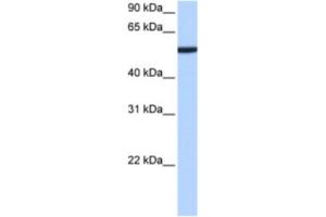 Western Blotting (WB) image for anti-Chromobox Homolog 2 (CBX2) antibody (ABIN2463437) (CBX2 antibody)