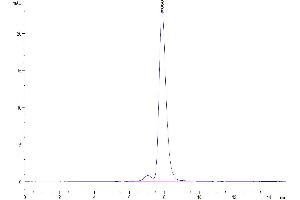 The purity of Human CDCP1 is greater than 95 % as determined by SEC-HPLC. (CDCP1 Protein (AA 30-666) (Fc Tag))