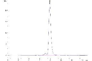 The purity of Human CDCP1 is greater than 95 % as determined by SEC-HPLC. (CDCP1 Protein (Fc Tag))
